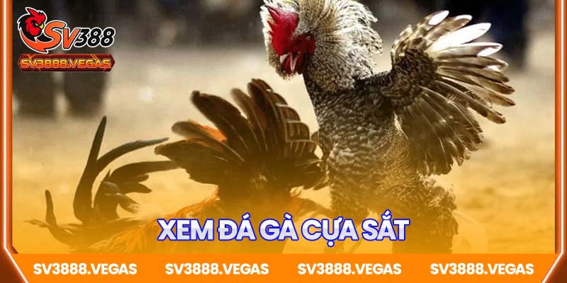 Xem Đá Gà Cựa Sắt SV388 – Cuồng Nhiệt Từng Pha Ra Đòn Chuẩn Xác