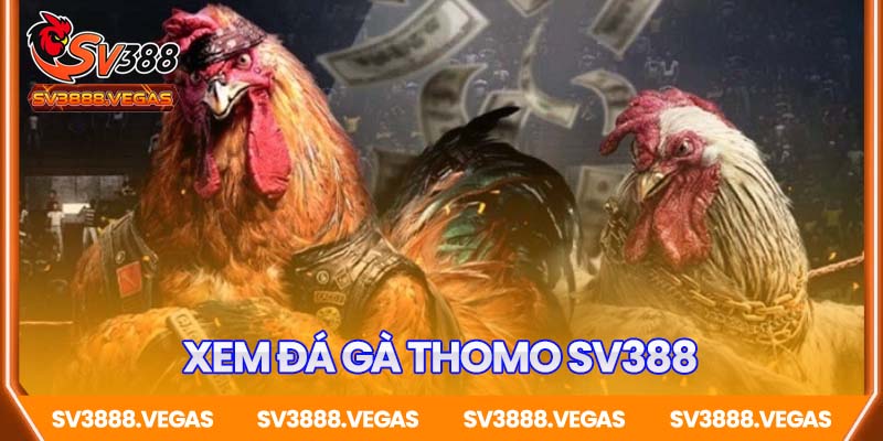 Xem đá gà Thomo SV388 – Đỉnh cao giải trí dành cho đam mê gà chiến